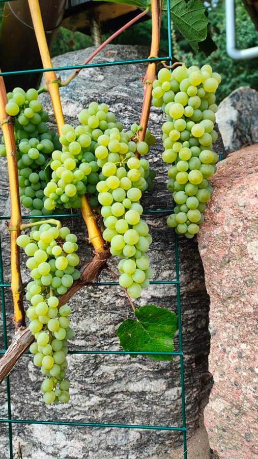 Agrowinnica Borzytuchom المظهر الخارجي الصورة